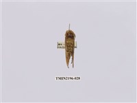 藏品(銀斑舟蛾)的圖片